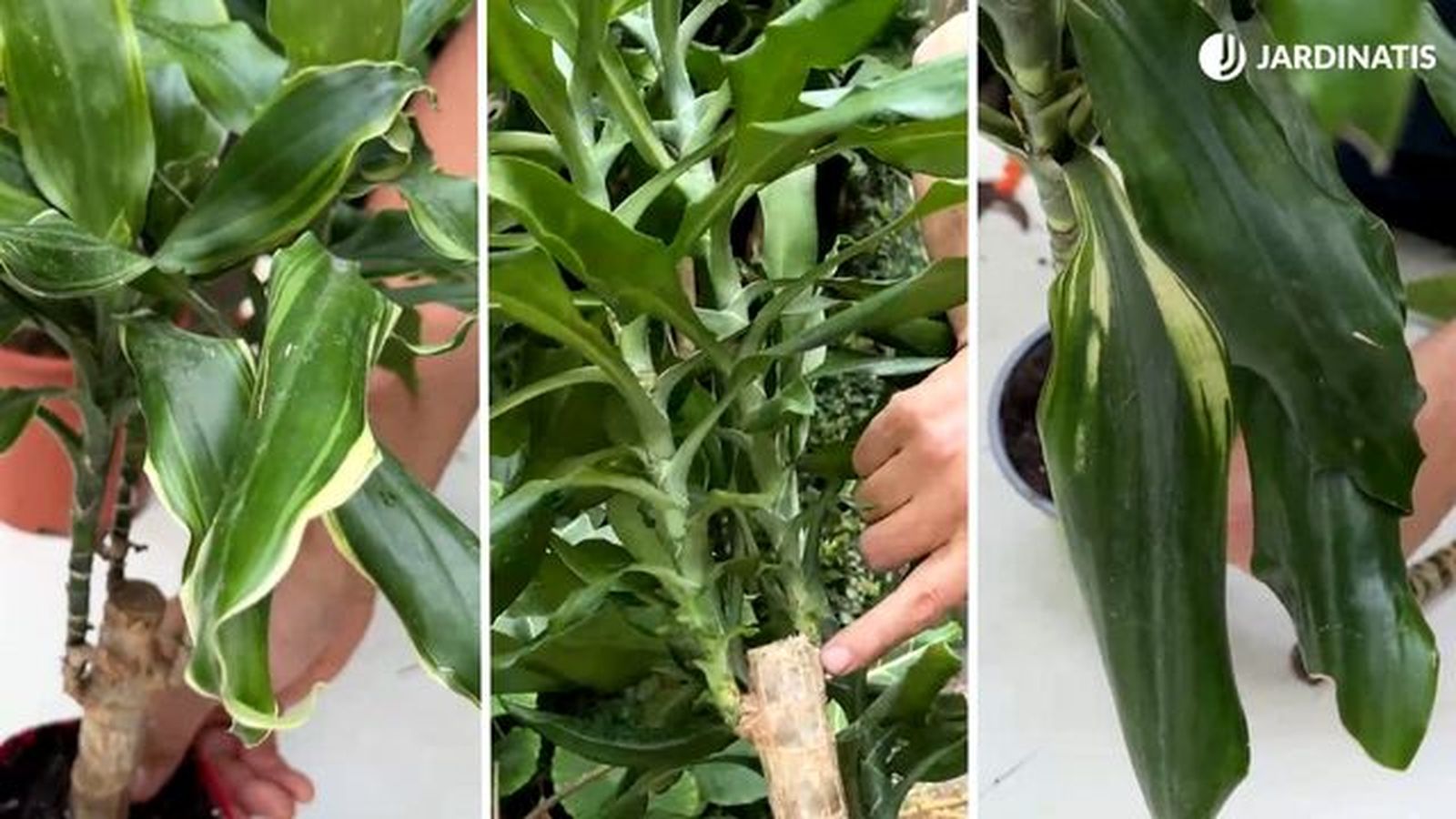 variegaciones en las hojas del tronco de brasil dracaena fragans variegaciones en las hojas del tronco de brasil dracaena fragans