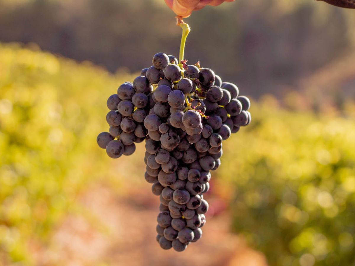 Racimo de uvas con menor concentración de azúcares, clave en la vendimia 2025 de Matarromera.