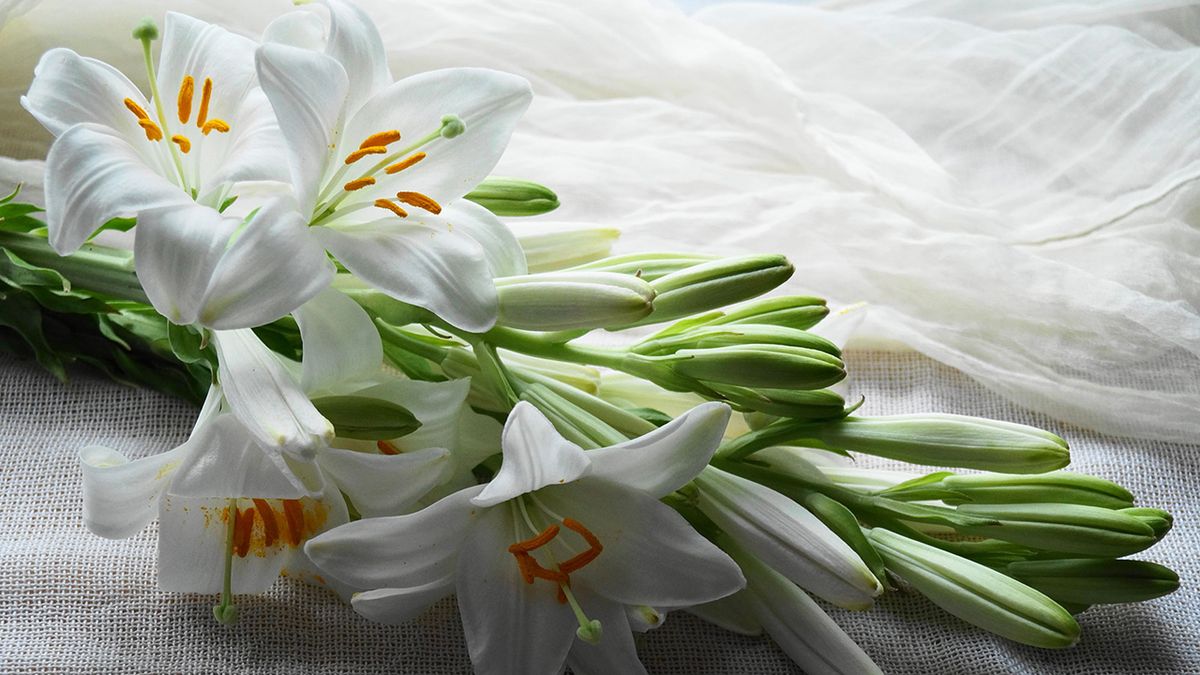 flores blancas lirios