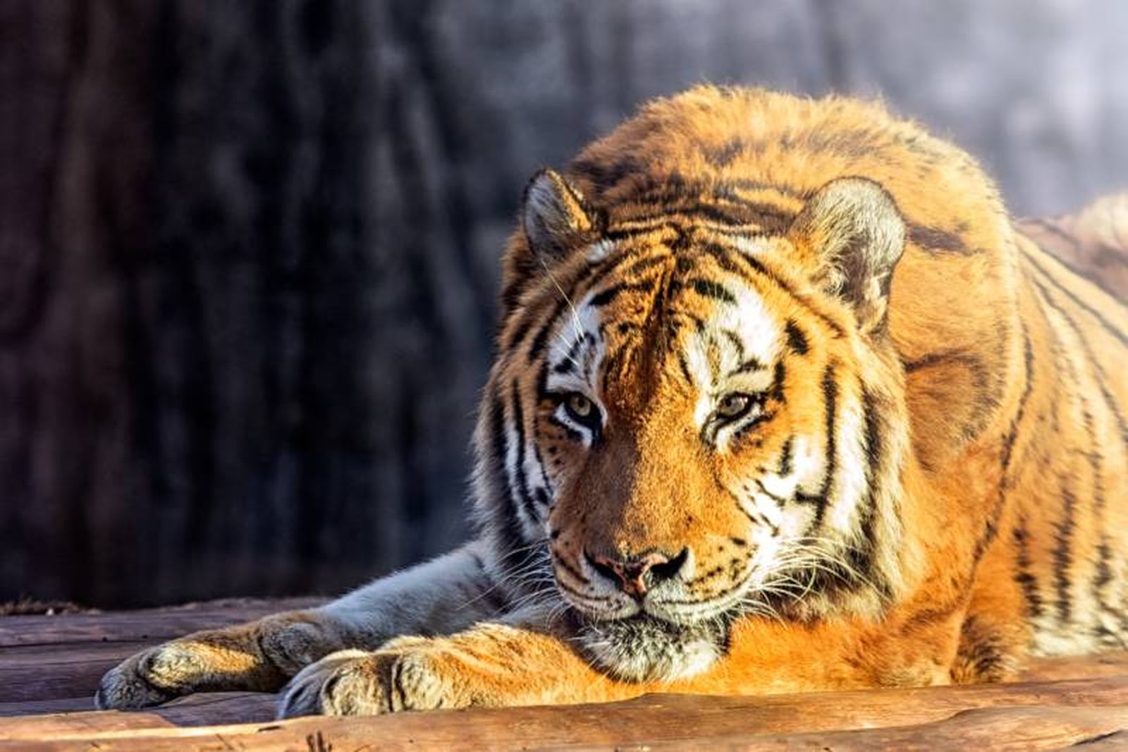 El uso de cámaras trampa  ha permitido monitorear de cerca las poblaciones de tigres. El uso de cámaras trampa  ha permitido monitorear de cerca las poblaciones de tigres.
