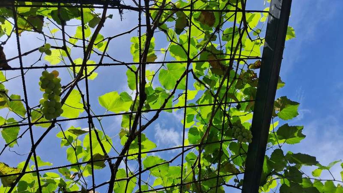La parra es una planta perfecta en la creación de pérgolas o toldos verdes.