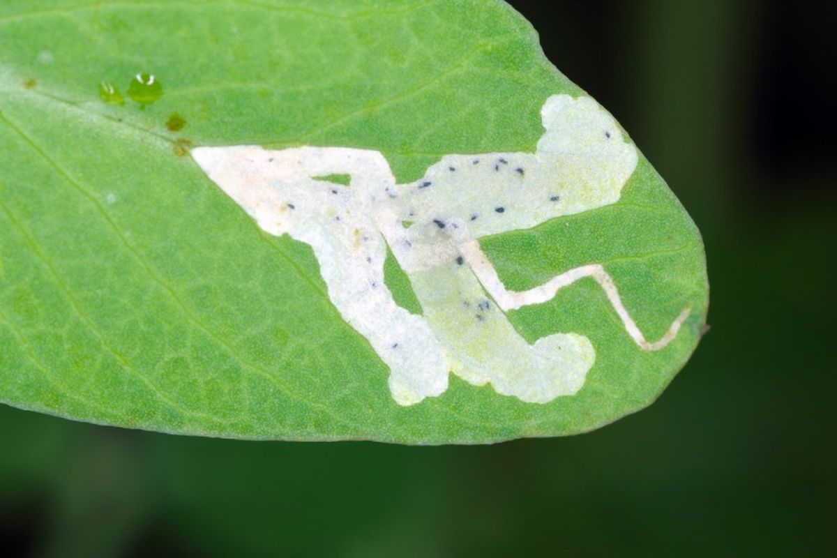 Minadores de hojas en planta.