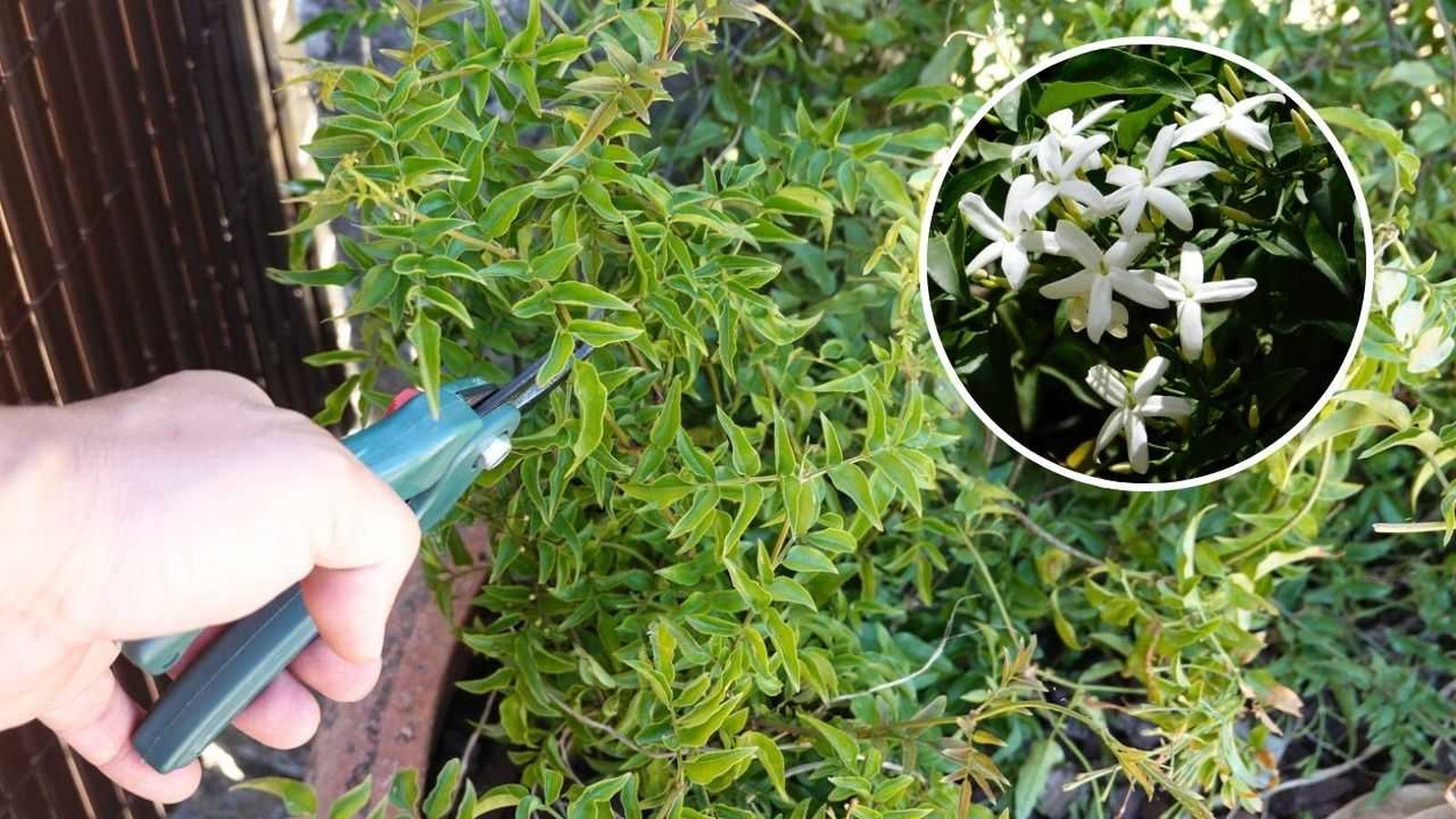 La poda del jazmín depende en gran medida de la variedad y del tipo de floración.