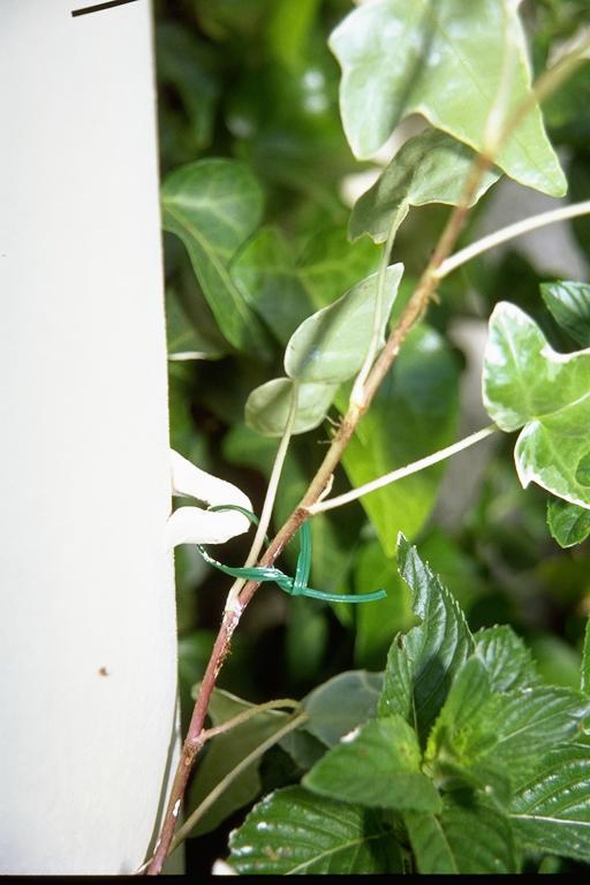 Amarres para plantas trepadoras paso 4