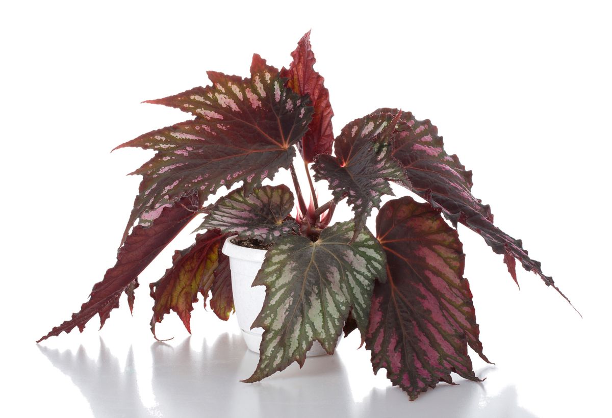 Reproducir Begonia Rex por esquejes de hojas