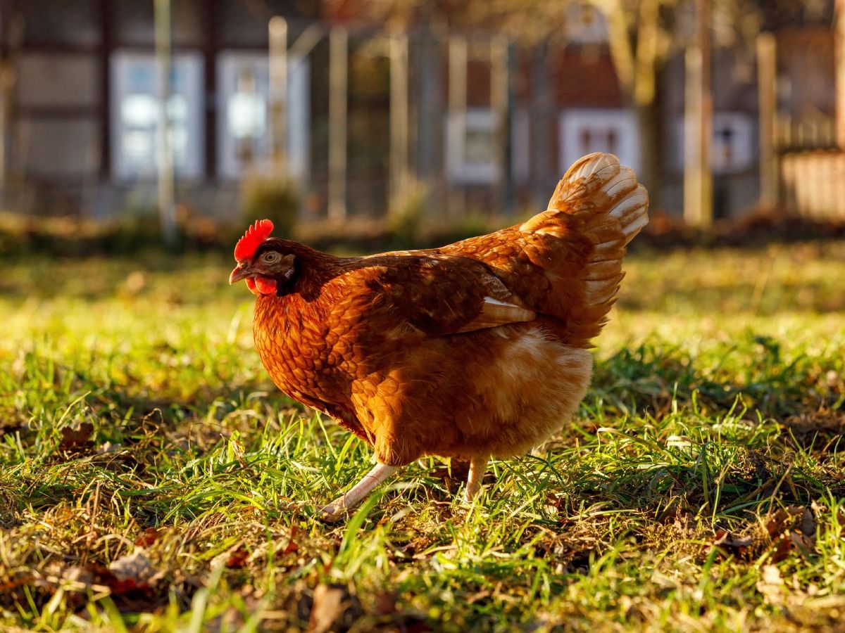 La pularda es una gallina joven, criada sin poner huevos, lo que hace su carne más tierna