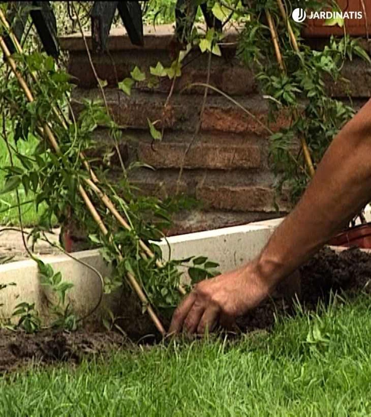 Plantación de jazmines