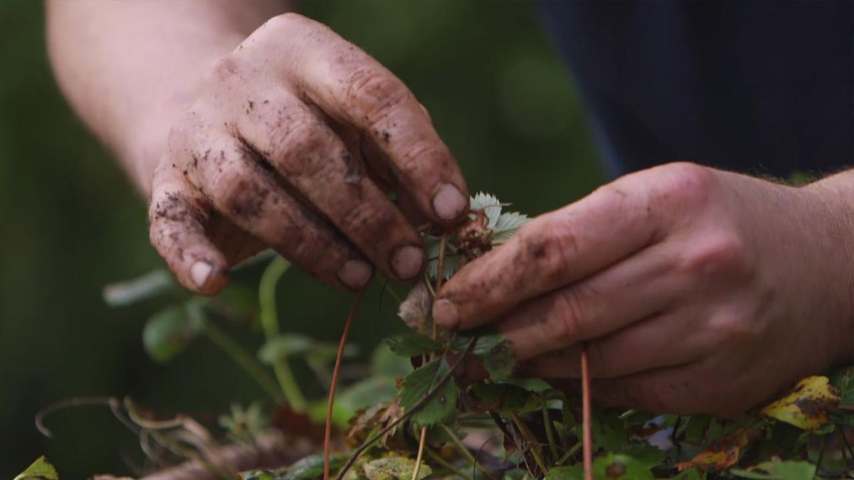 brico jardin 1021 reproducir fresales raices pequeñas