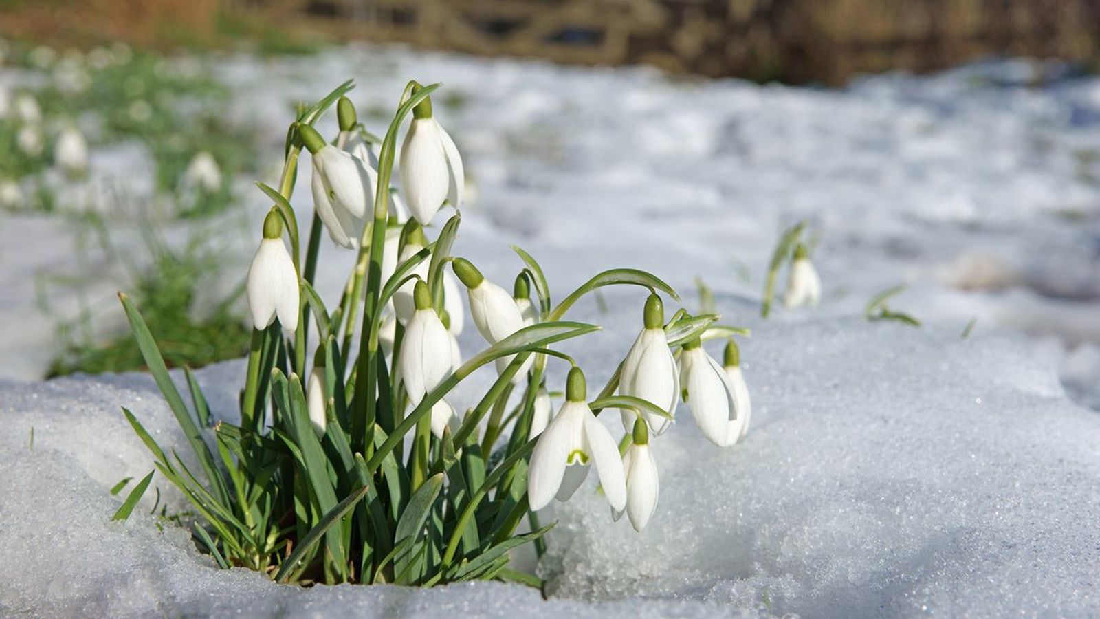 Galanthus nivalis. Galanthus nivalis.