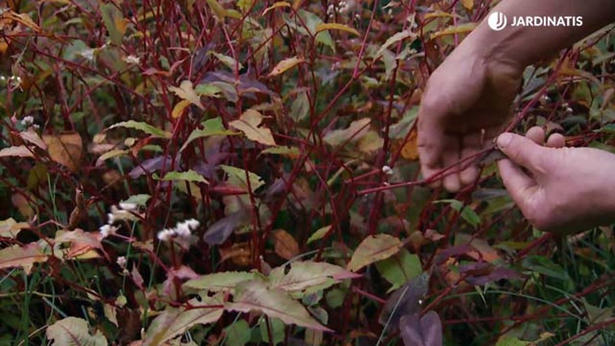 Persicaria microcephala red dragon deco 591 jardinatis