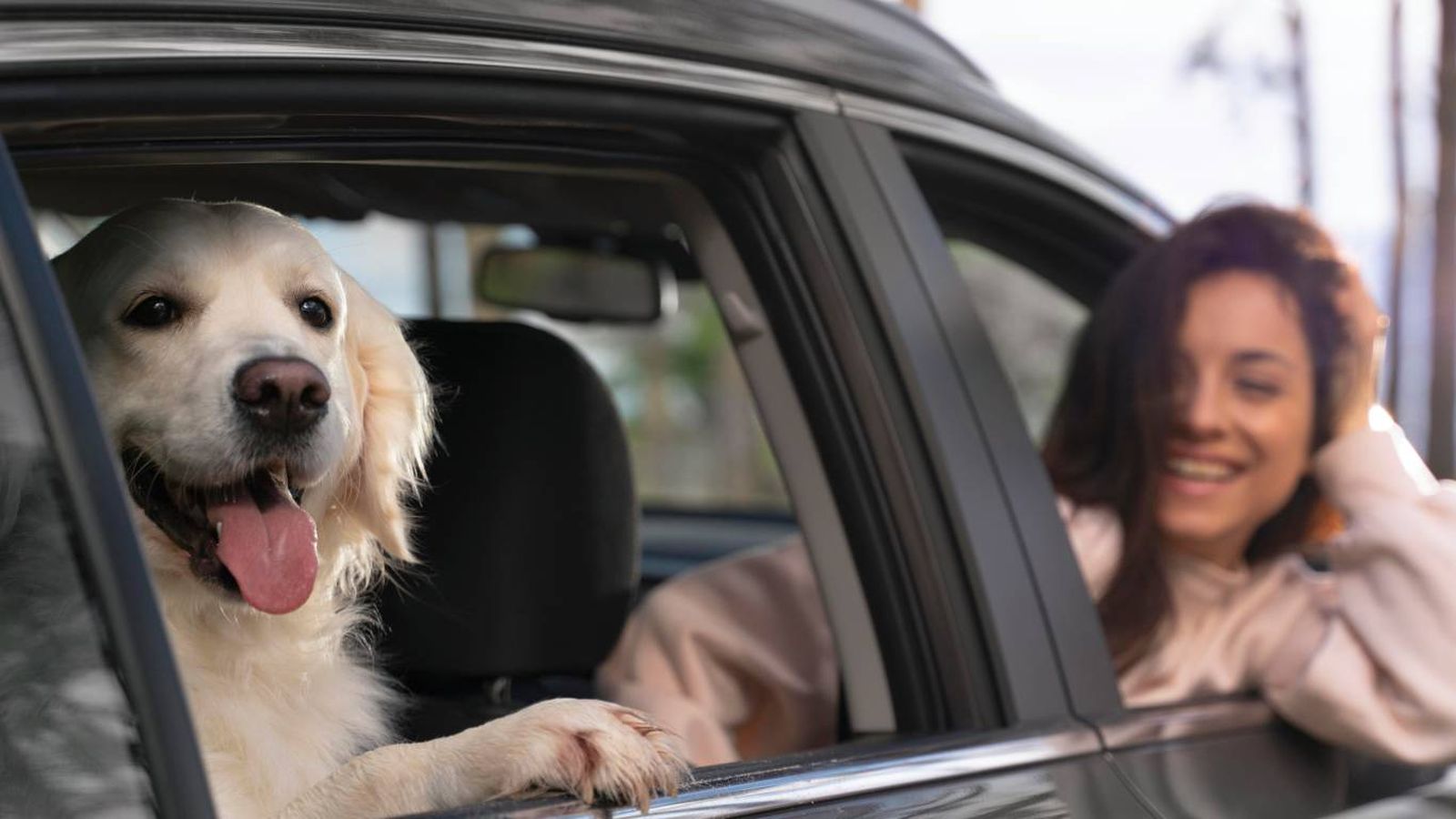 Accesorios útiles para el viaje con mascotas.
