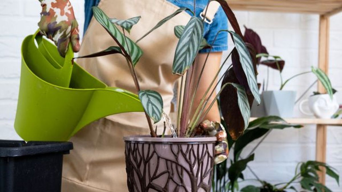 es bueno regar despues de trasplantar