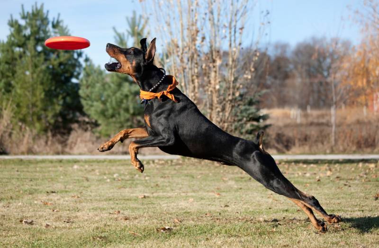 Un excelente perro para realizar ejercicios físicos intensos y deportes de protección.