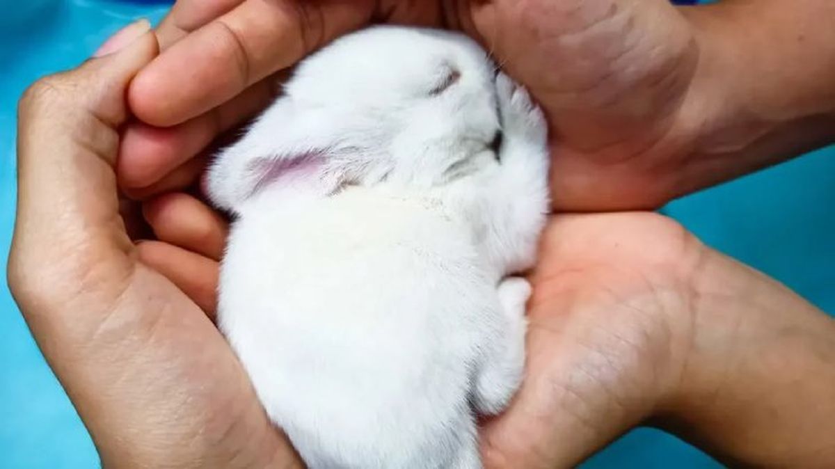 es necesario castrar a un conejo 1