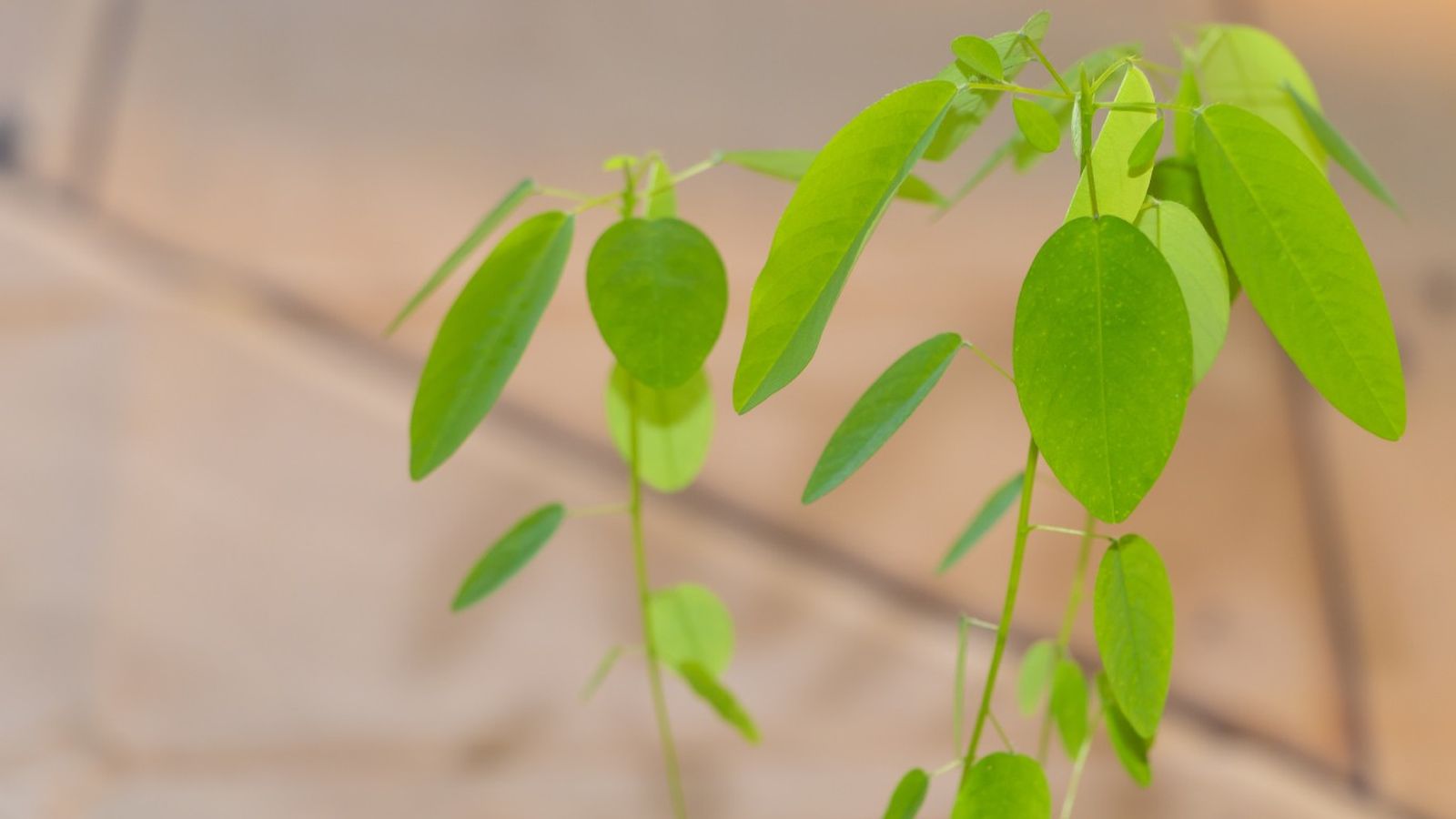 Desmodium gyrans.