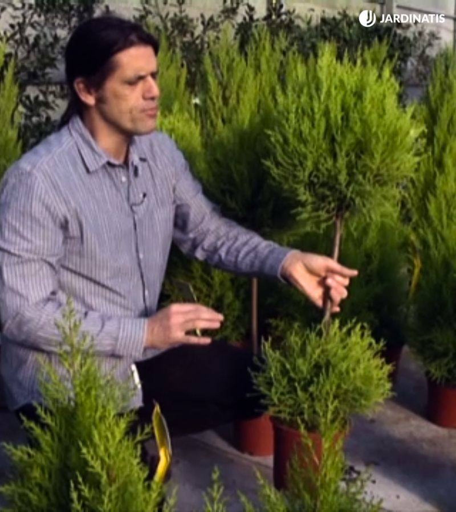 Ciprés amarillo podado con formas circulares Ciprés amarillo podado con formas circulares