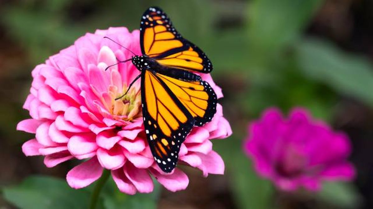 animales que empiezan por M mariposa