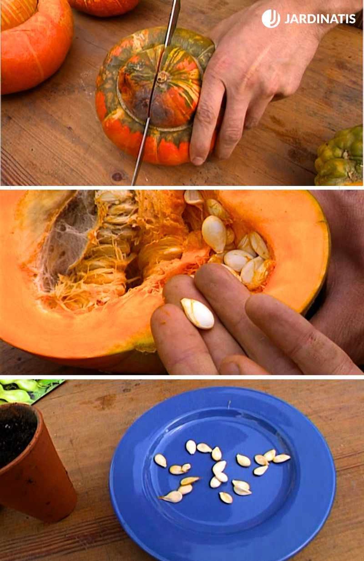 Selecciona las mejores semillas