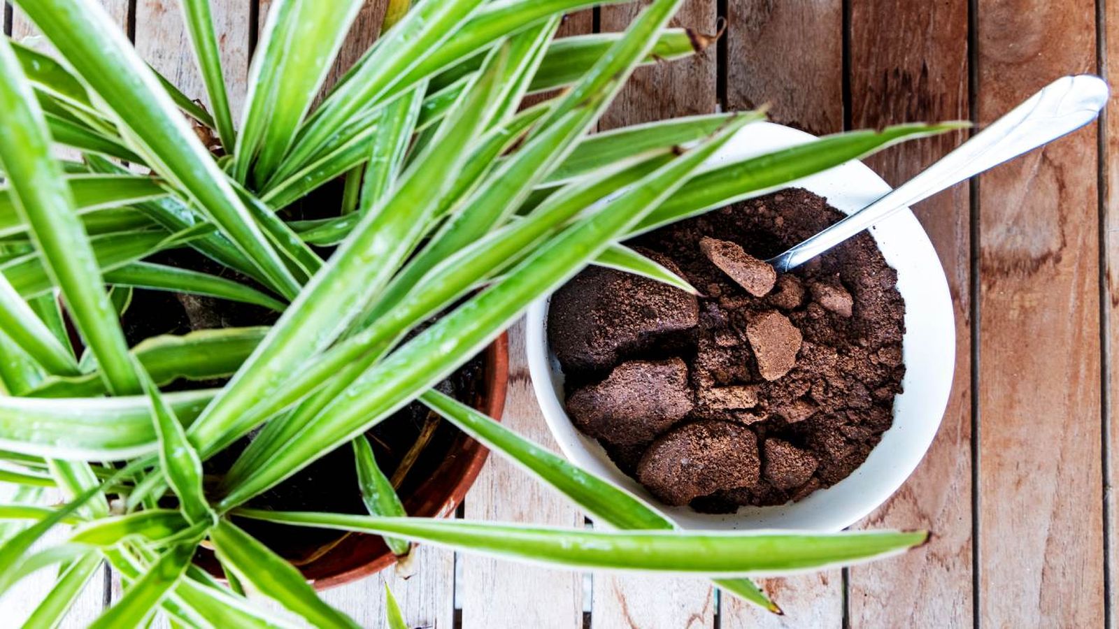 Utilizar posos de café en las plantas