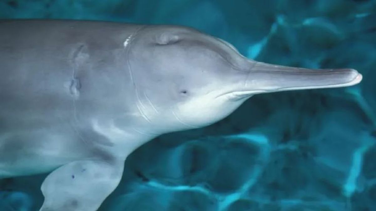 animales extintos baji