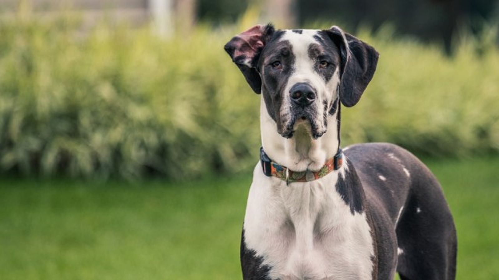 cuantas razas de perros hay 14