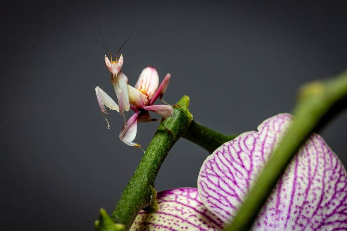 Este insecto aparenta ser una inofensiva flor de orquídea, pero en realidad es un temido depredador.