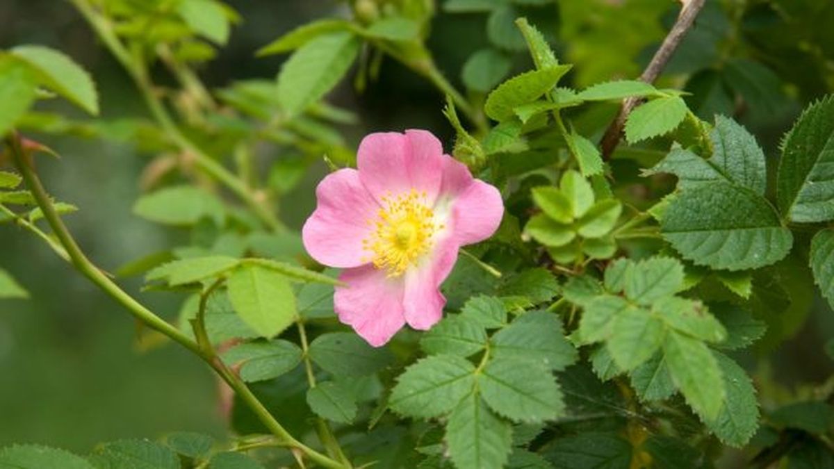 rosa mosqueta silvestre