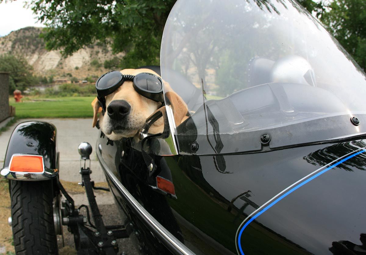 mascotas perros viajar coche2