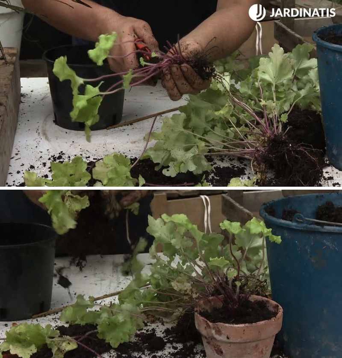 Retira la mitad de sus hojas para evitar la pérdida de agua