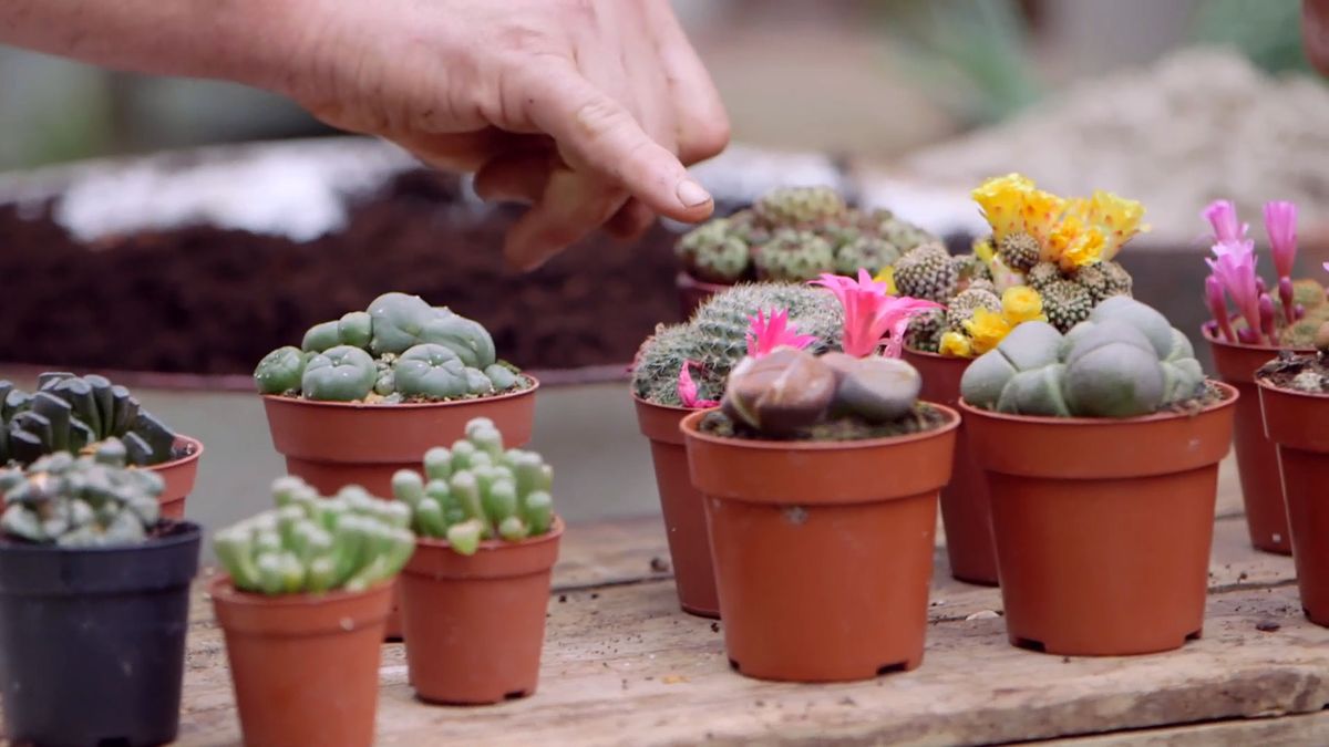 brico 954 3 caja herramientas cactus rebutias