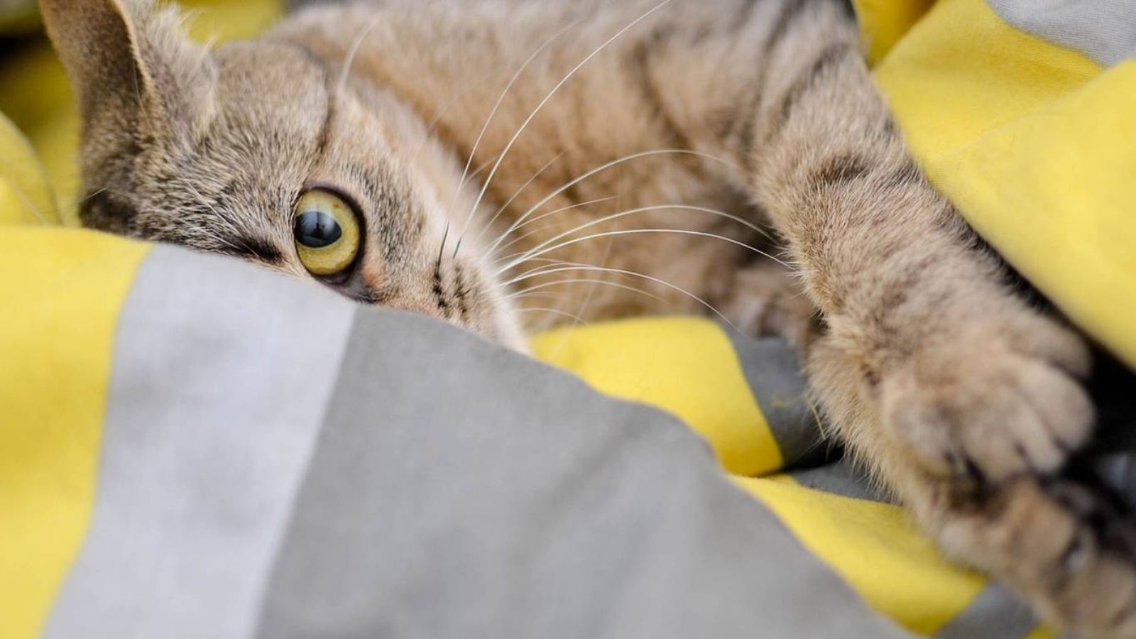 Los gatos tienden a ser un tanto sedentarios Los gatos tienden a ser un tanto sedentarios