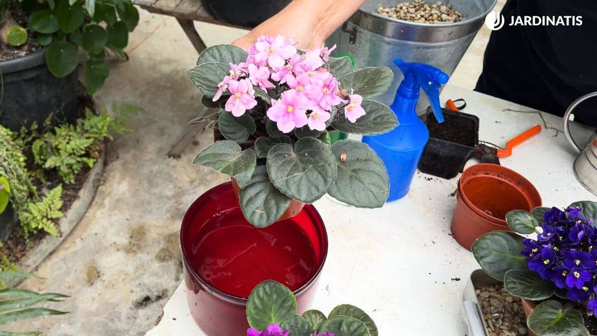 como regar las plantas jardinatis 28