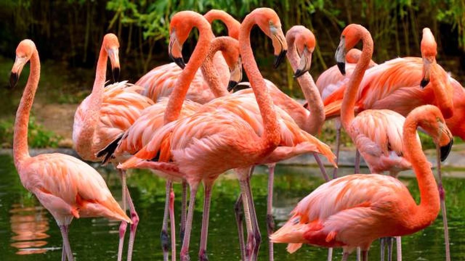 flamencos ave habitat donde viven flamencos ave habitat donde viven