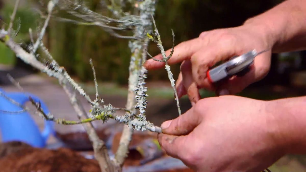 brico 0910 3 sanear olivo liquenes