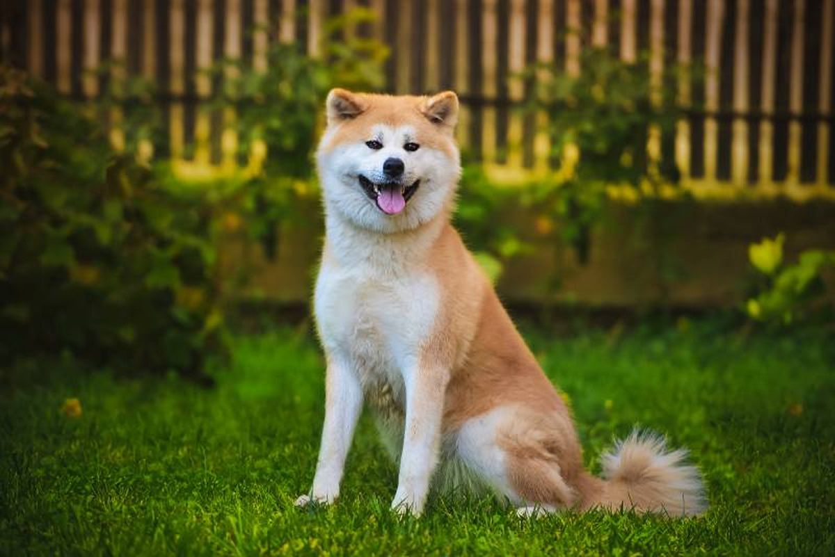 El Akita Inu es un perro honesto, valiente e inteligente.
