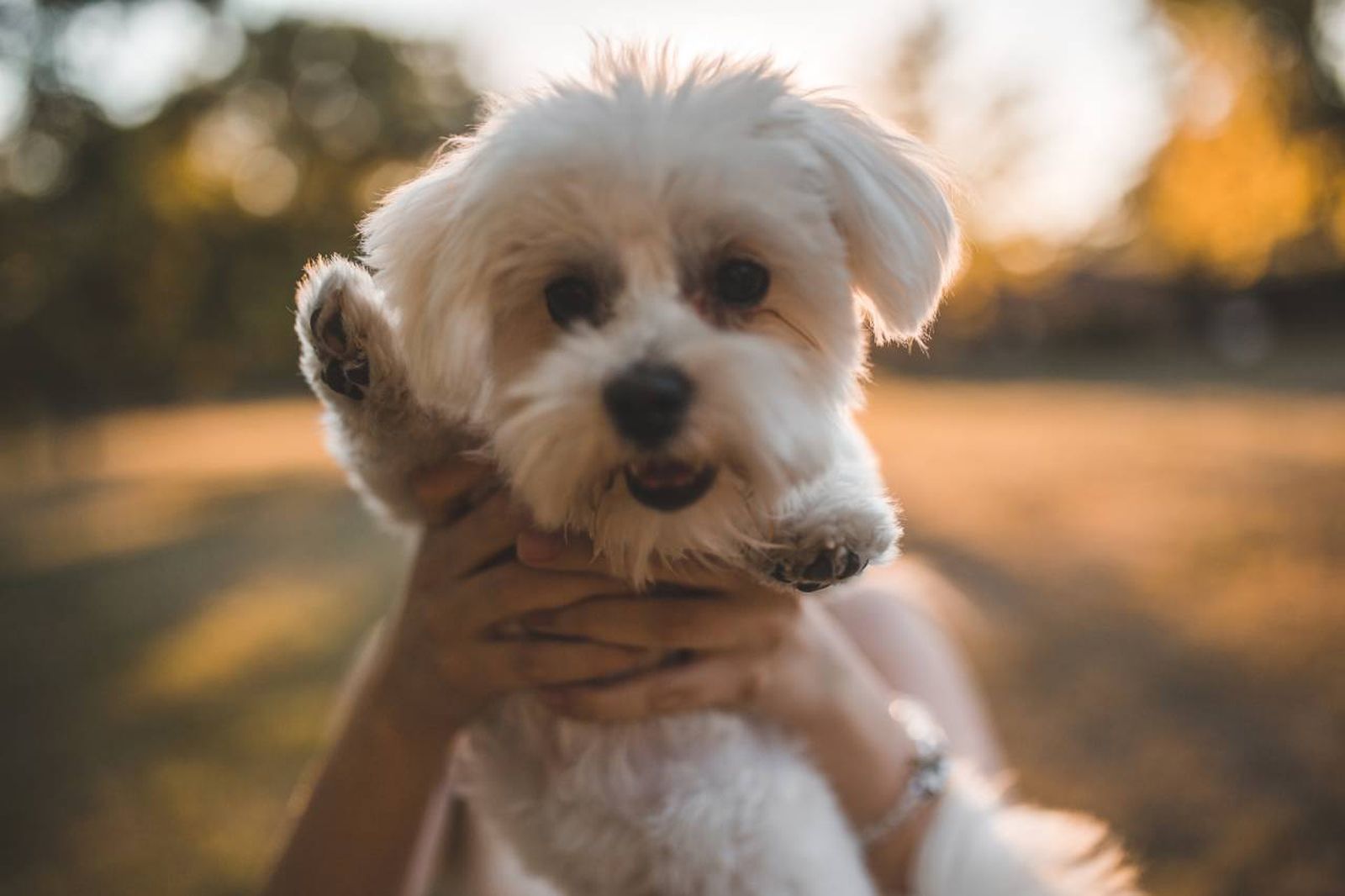 Las razas de perro pequeños blancos son más aptas para tener en espacios reducidos (apartamentos o pisos)