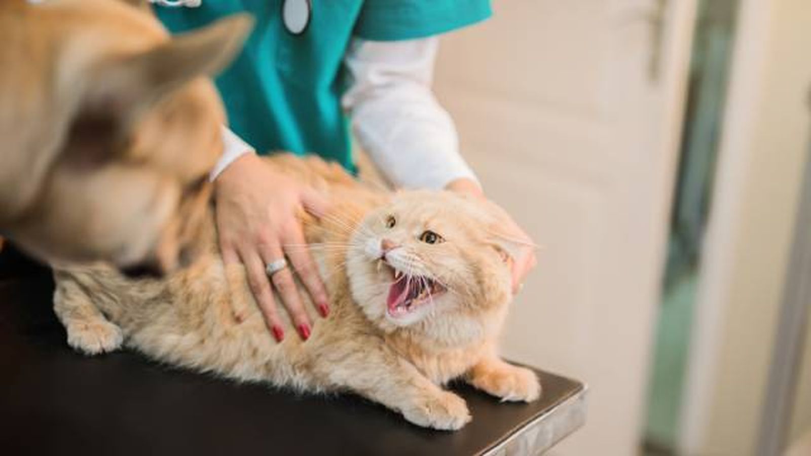 estres gato en las visitas al veterinario estres gato en las visitas al veterinario