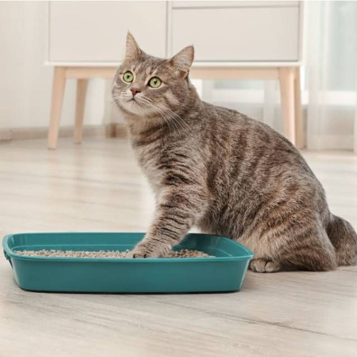 productos para gatos mas vendidos amazon arena