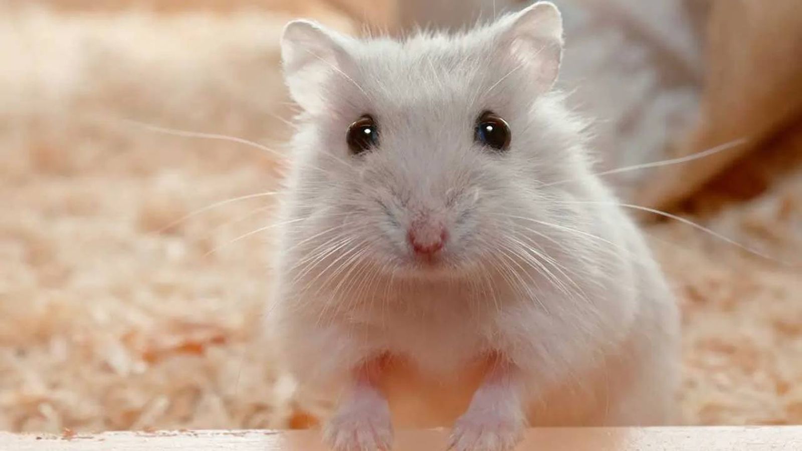 los hamsters se pueden banar 6 (1)