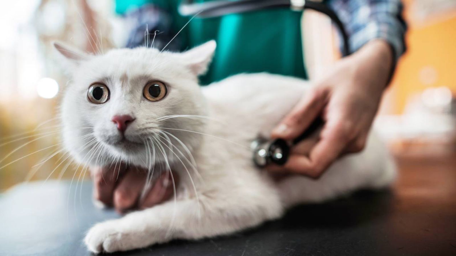 como evitar estres gato en visita veterinario