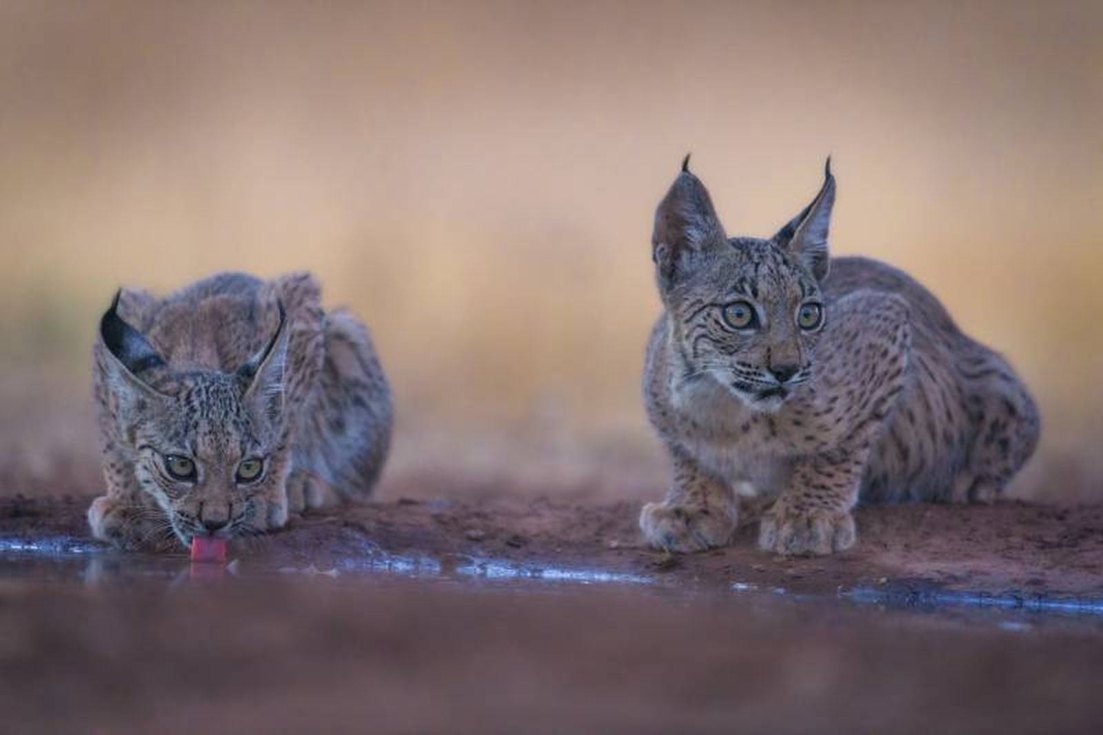 Las medidas adoptadas para la conservación de esta especie han sido todo un éxito Las medidas adoptadas para la conservación de esta especie han sido todo un éxito