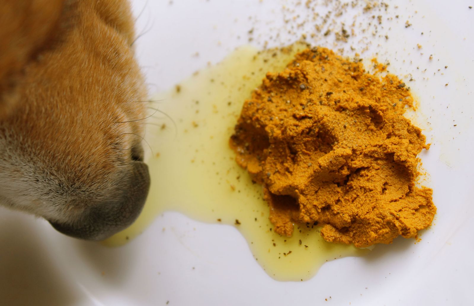 perros salud articular alimentacion curcuma perros salud articular alimentacion curcuma