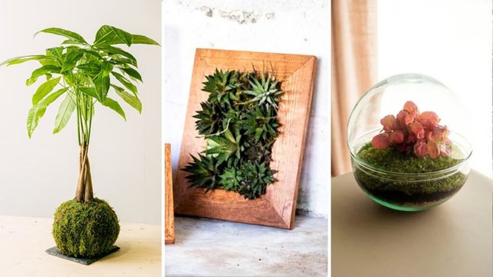 regalar plantas de forma original regalar plantas de forma original