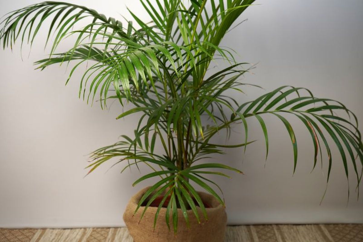 La kentia requiere bastante espacio para crecer