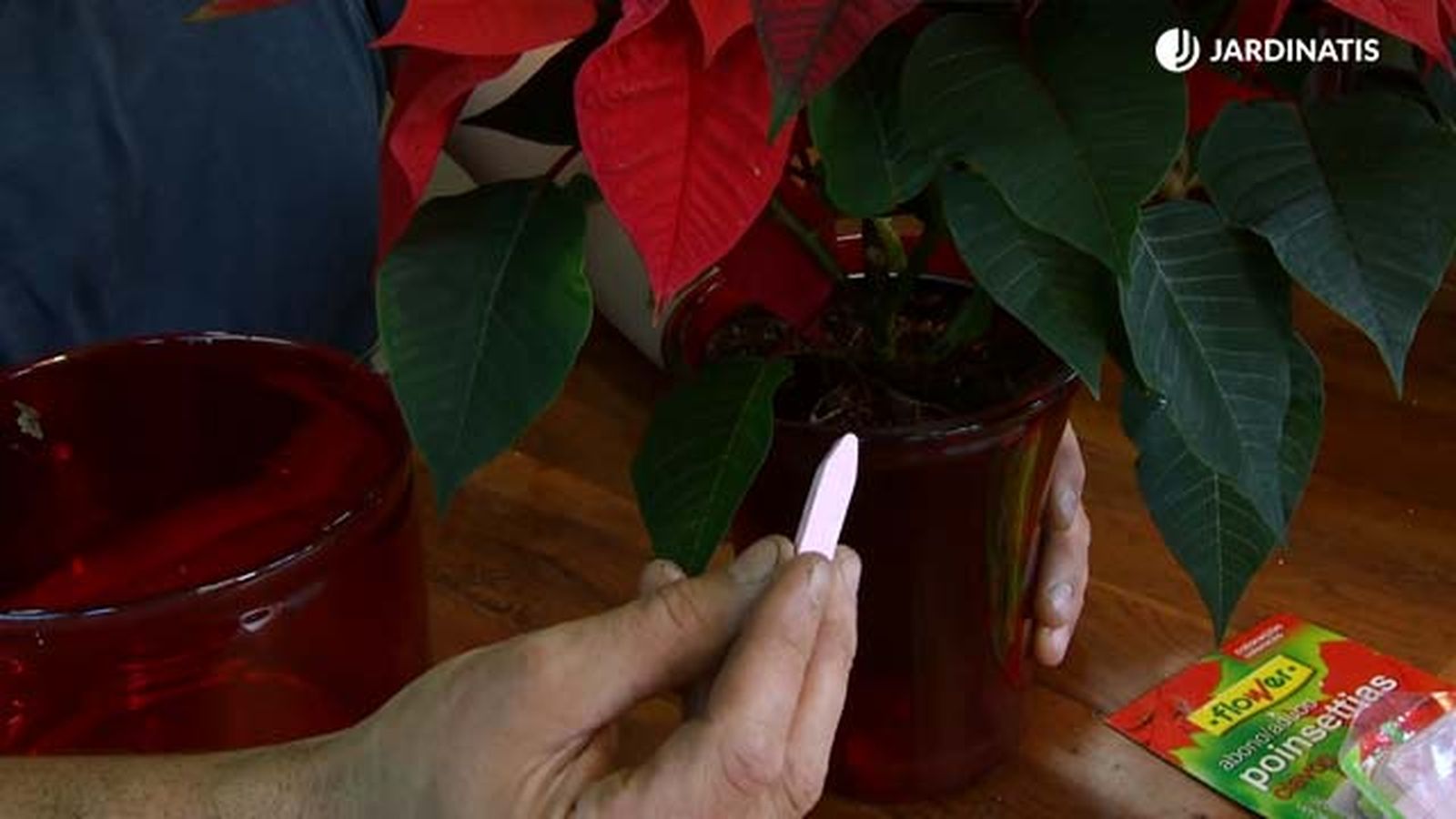como hacer que las hojas de la flor de pascua duren mas tiempo deco 635 jardinatis como hacer que las hojas de la flor de pascua duren mas tiempo deco 635 jardinatis