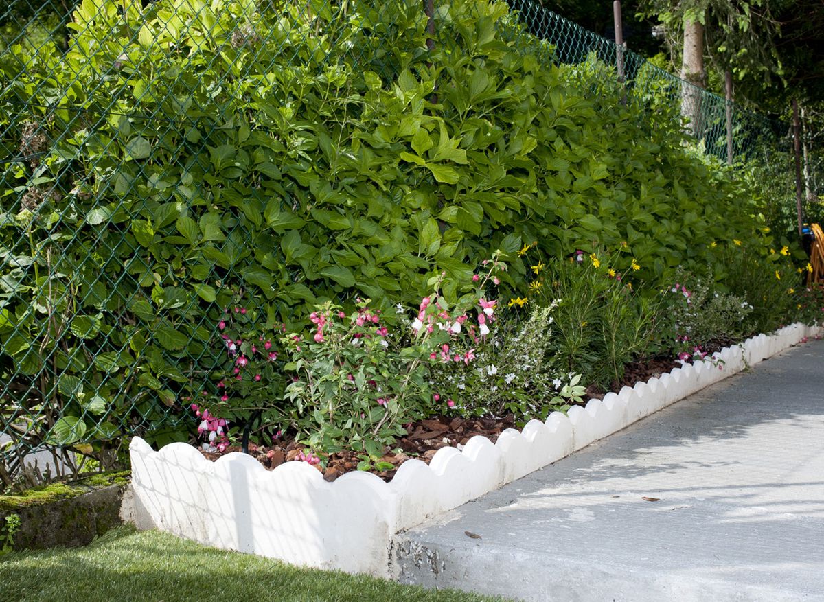 Plantas para jardinera de hormigon