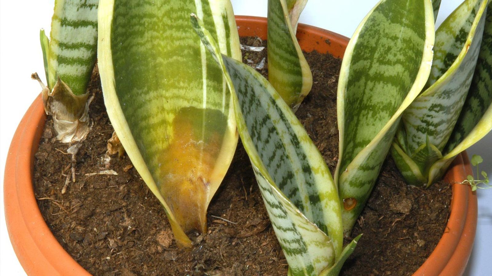 sansevieria