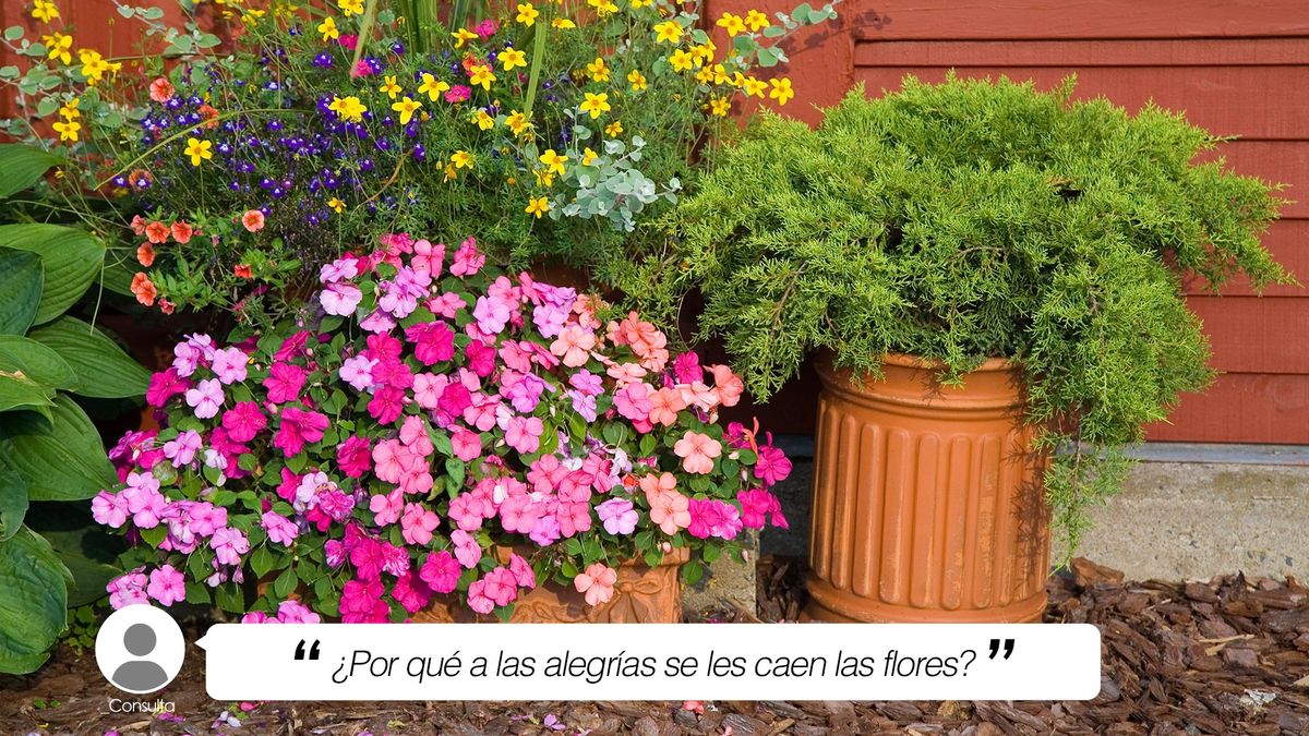 por que a las alegrias se les caen las flores briconsulta