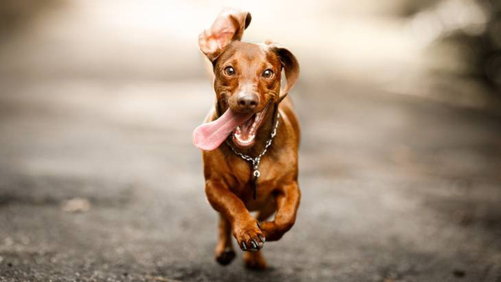 El perro salchicha o Teckel es uno de los perros pelirrojos más conocidos