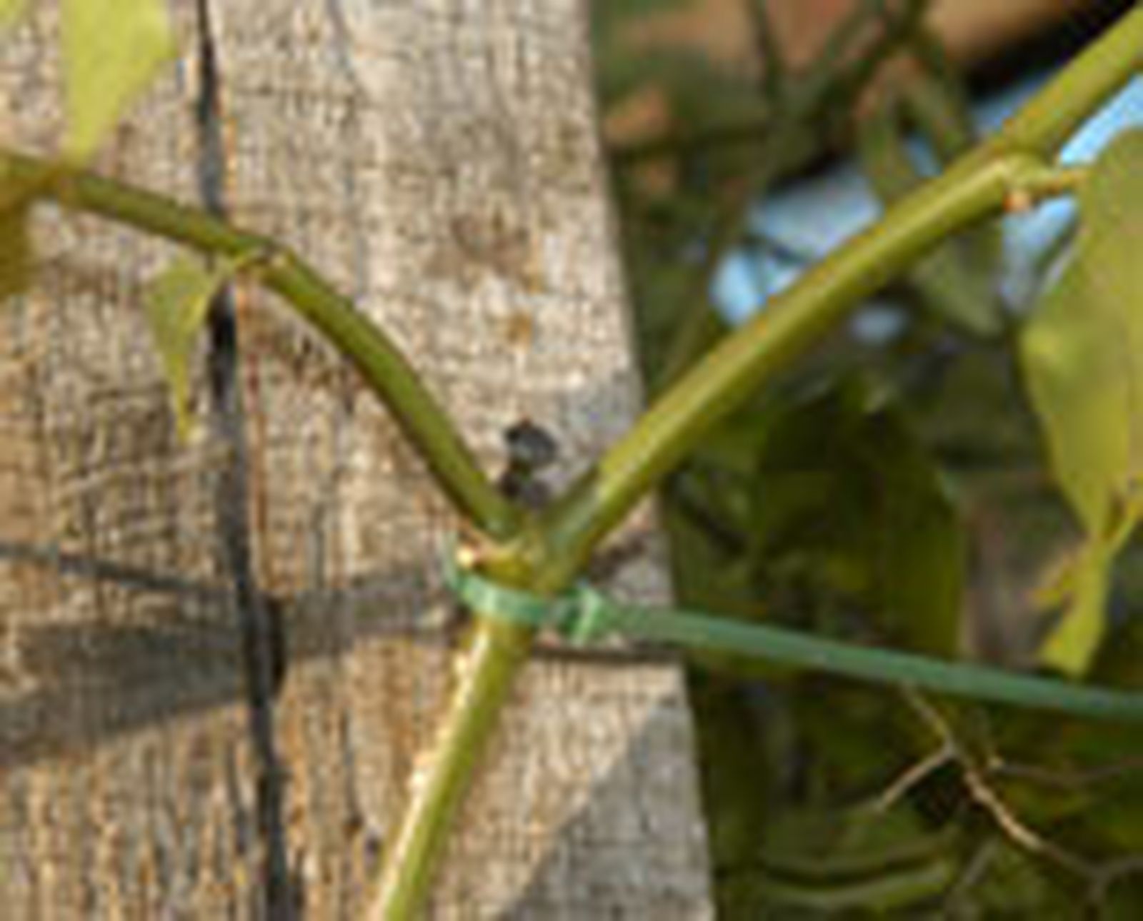 guiar enredadera p01 guiar enredadera p01